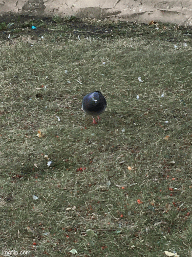 Pigeons are Stupid | image tagged in gifs | made w/ Imgflip images-to-gif maker