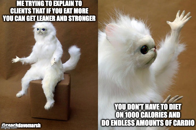 Persian Cat Room Guardian Meme | ME TRYING TO EXPLAIN TO CLIENTS THAT IF YOU EAT MORE YOU CAN GET LEANER AND STRONGER; YOU DON'T HAVE TO DIET ON 1000 CALORIES AND DO ENDLESS AMOUNTS OF CARDIO; @coachdavemarsh | image tagged in memes,persian cat room guardian | made w/ Imgflip meme maker
