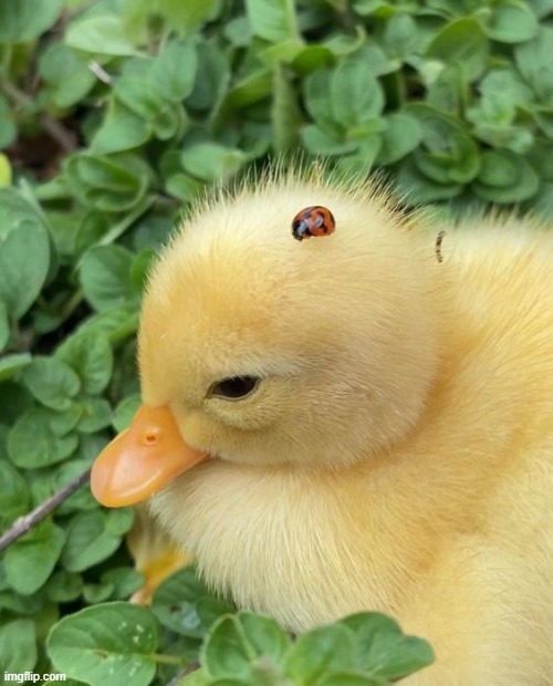 image tagged in ducks | made w/ Imgflip meme maker