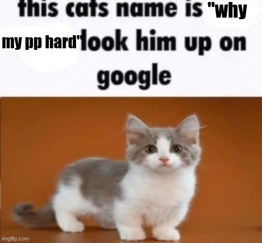 real, trust me | "why; my pp hard" | image tagged in this cats name is x look him up on google,you the real mvp,haha | made w/ Imgflip meme maker