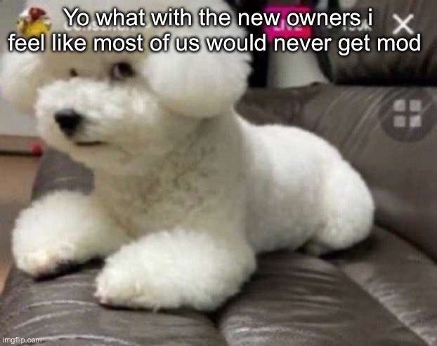 like actually i feel like the new owners don’t like me /hj- | Yo what with the new owners i feel like most of us would never get mod | image tagged in bombastic side eye | made w/ Imgflip meme maker