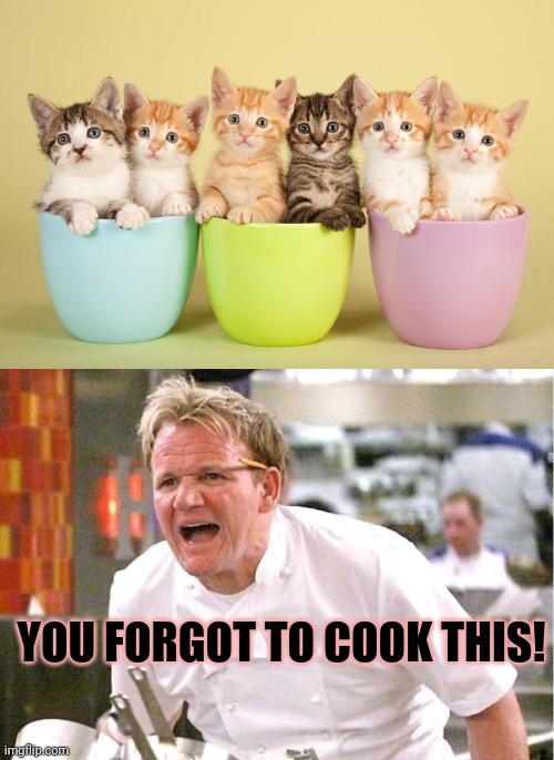 No this is not ok | YOU FORGOT TO COOK THIS! | image tagged in memes,chef gordon ramsay,cats,gordon ramsay some good food | made w/ Imgflip meme maker