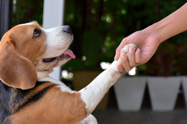 BEAGLE Blank Meme Template