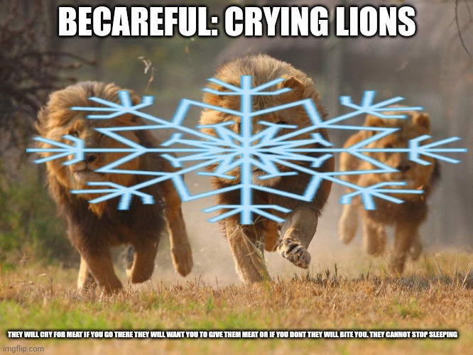 Omg omg k1on is going to bite anything | BECAREFUL: CRYING LIONS; THEY WILL CRY FOR MEAT IF YOU GO THERE THEY WILL WANT YOU TO GIVE THEM MEAT OR IF YOU DONT THEY WILL BITE YOU. THEY CANNOT STOP SLEEPING | image tagged in lions lookin for a dentist | made w/ Imgflip meme maker