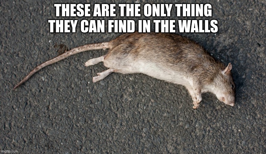 dead rat | THESE ARE THE ONLY THING THEY CAN FIND IN THE WALLS | image tagged in dead rat | made w/ Imgflip meme maker