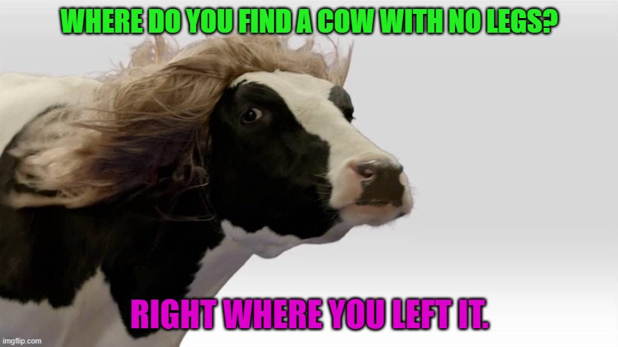 Daily Bad Dad Joke May 30, 2023 | WHERE DO YOU FIND A COW WITH NO LEGS? RIGHT WHERE YOU LEFT IT. | image tagged in fabio cow | made w/ Imgflip meme maker
