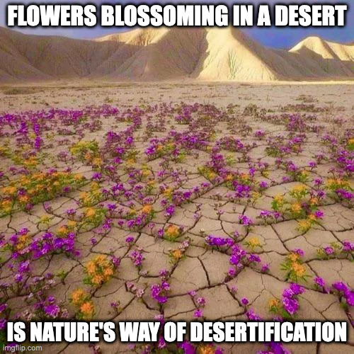 Flowers in Desert | FLOWERS BLOSSOMING IN A DESERT; IS NATURE'S WAY OF DESERTIFICATION | image tagged in flowers,desert,memes | made w/ Imgflip meme maker