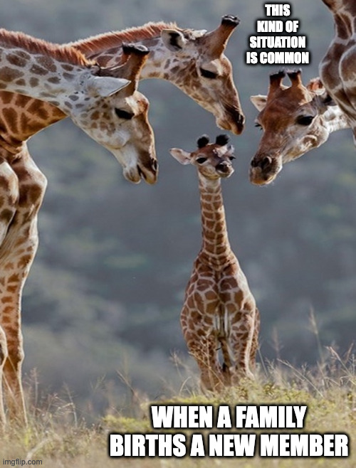 Family Gathering | THIS KIND OF SITUATION IS COMMON; WHEN A FAMILY BIRTHS A NEW MEMBER | image tagged in giraffe,memes | made w/ Imgflip meme maker