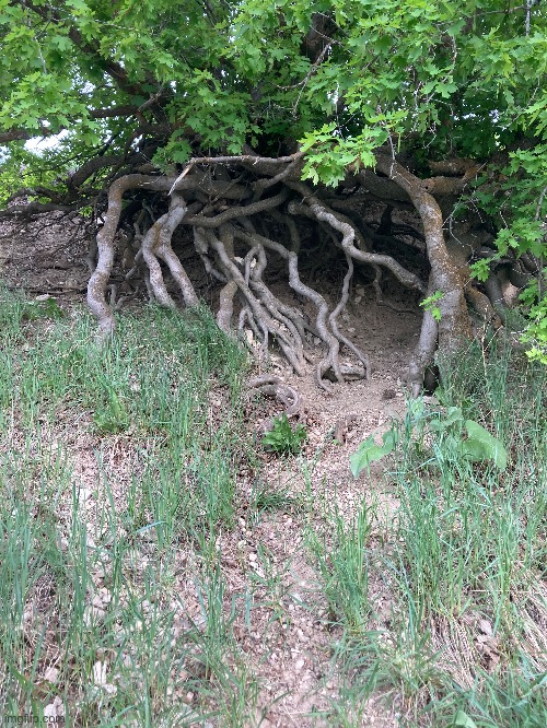 While going on a hike I took this photo of roots | made w/ Imgflip meme maker