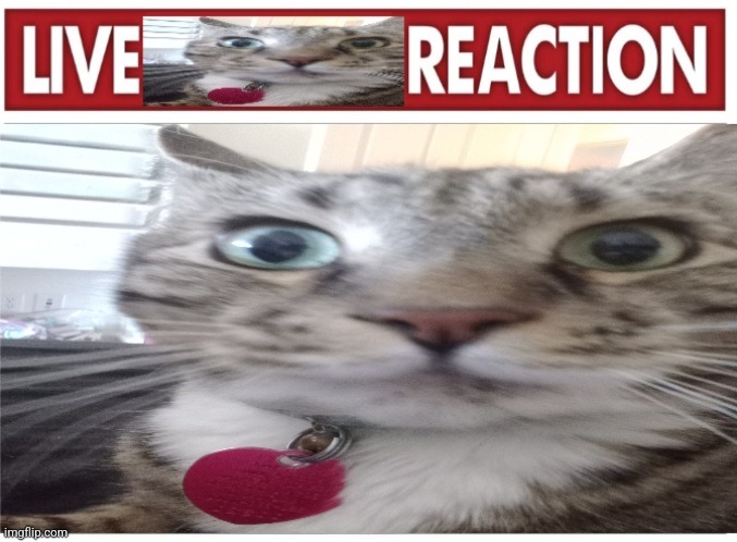 new temp | image tagged in live toby reaction | made w/ Imgflip meme maker
