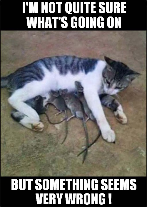 They're Not Kittens ! | I'M NOT QUITE SURE
WHAT'S GOING ON; BUT SOMETHING SEEMS
VERY WRONG ! | image tagged in cats,feeding,rats | made w/ Imgflip meme maker
