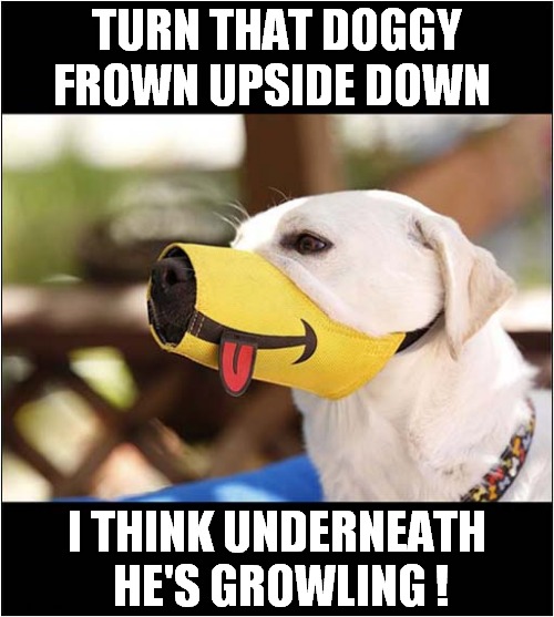 Unimpressed Dog | TURN THAT DOGGY FROWN UPSIDE DOWN; I THINK UNDERNEATH
 HE'S GROWLING ! | image tagged in dogs,muzzle,smile,growling | made w/ Imgflip meme maker