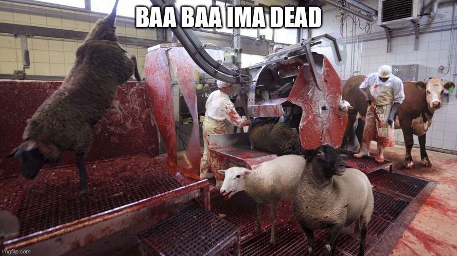 Rip sheep | BAA BAA IMA DEAD | image tagged in slaughterhouse sheep | made w/ Imgflip meme maker