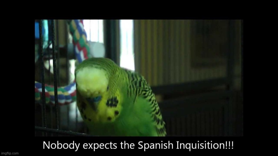 Nobody | image tagged in bird,nobody expects the spanish inquisition monty python | made w/ Imgflip meme maker