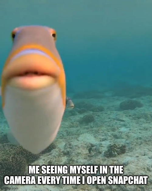 Opening Snapchat be like | ME SEEING MYSELF IN THE CAMERA EVERY TIME I OPEN SNAPCHAT | image tagged in staring fish,funny,snapchat,social media,lol | made w/ Imgflip meme maker