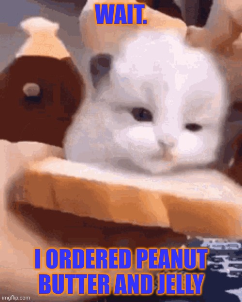 They got my order wrong | WAIT. I ORDERED PEANUT BUTTER AND JELLY | image tagged in cat,sandwich,nom nom nom | made w/ Imgflip meme maker