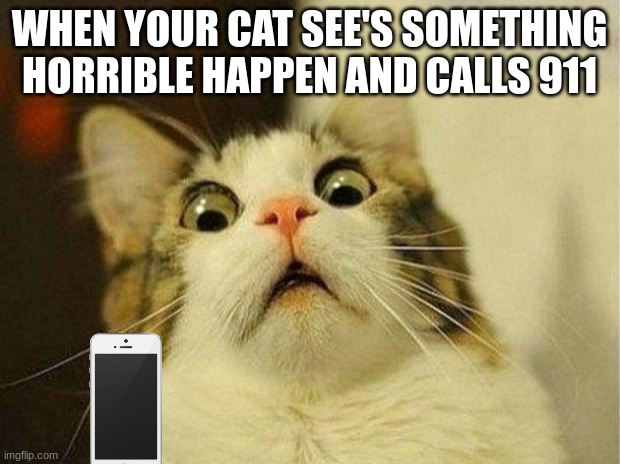 cat | WHEN YOUR CAT SEE'S SOMETHING HORRIBLE HAPPEN AND CALLS 911 | image tagged in memes,scared cat | made w/ Imgflip meme maker