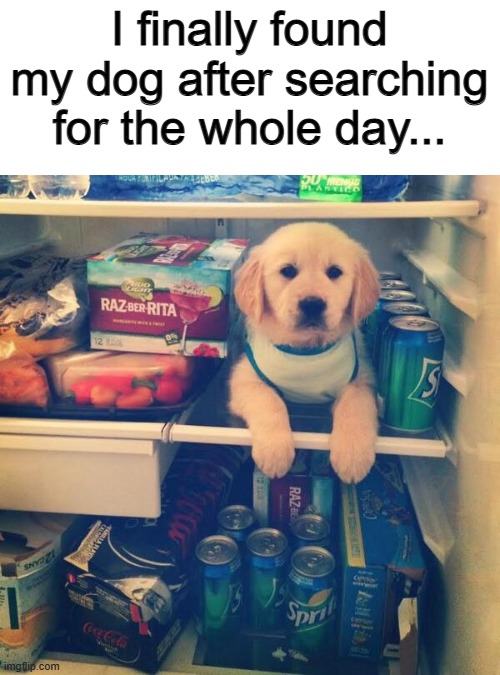 How adorable :DDD | I finally found my dog after searching for the whole day... | image tagged in icy doggo | made w/ Imgflip meme maker