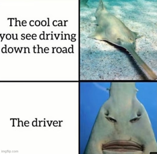 image tagged in memes | made w/ Imgflip meme maker