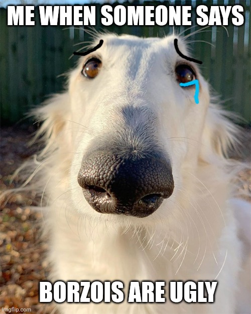 :'( | ME WHEN SOMEONE SAYS; BORZOIS ARE UGLY | image tagged in borzoi | made w/ Imgflip meme maker