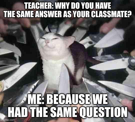 don't blow your cover | TEACHER: WHY DO YOU HAVE THE SAME ANSWER AS YOUR CLASSMATE? ME: BECAUSE WE HAD THE SAME QUESTION | image tagged in knife cat,memes,relatable | made w/ Imgflip meme maker