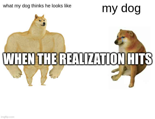 WHEN THE REALIZATION HITS... | my dog; what my dog thinks he looks like; WHEN THE REALIZATION HITS | image tagged in memes,dog,dogs,doge,sad dog,sad doge | made w/ Imgflip meme maker