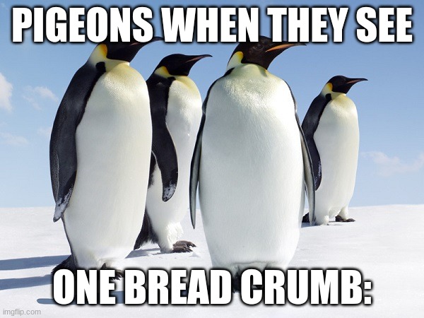 Pigeons suck | PIGEONS WHEN THEY SEE; ONE BREAD CRUMB: | image tagged in group of penguins | made w/ Imgflip meme maker