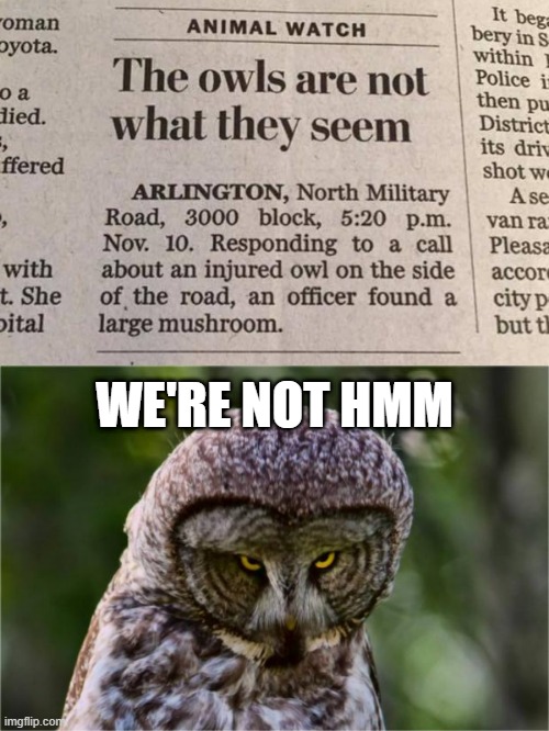 Beware the Owls | WE'RE NOT HMM | image tagged in seriously owl | made w/ Imgflip meme maker