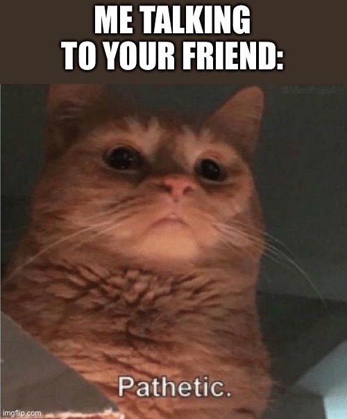 Pathetic Cat | ME TALKING TO YOUR FRIEND: | image tagged in pathetic cat | made w/ Imgflip meme maker