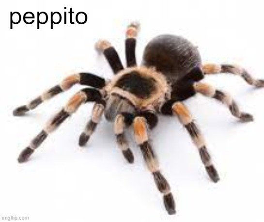 peppito (TW SPIDER) (mod note: may he help you feel better) | peppito | image tagged in peppito | made w/ Imgflip meme maker