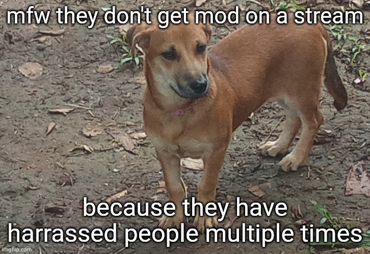 literally me | mfw they don't get mod on a stream; because they have harrassed people multiple times | made w/ Imgflip meme maker