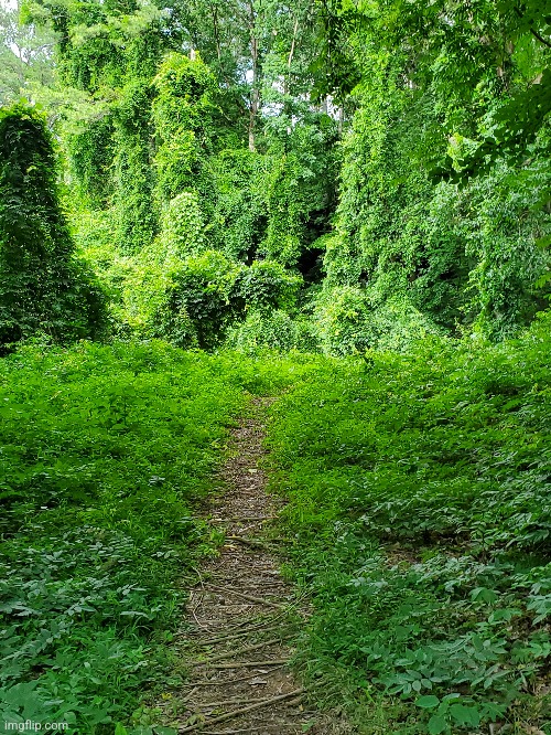 The kudzu forest behind the lake | image tagged in photo | made w/ Imgflip meme maker