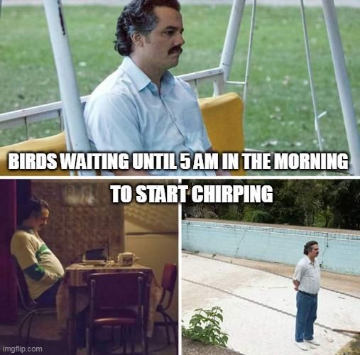 Birds waiting until 5 AM in the morning | BIRDS WAITING UNTIL 5 AM IN THE MORNING; TO START CHIRPING | image tagged in memes,sad pablo escobar,funny,birds,chirping | made w/ Imgflip meme maker