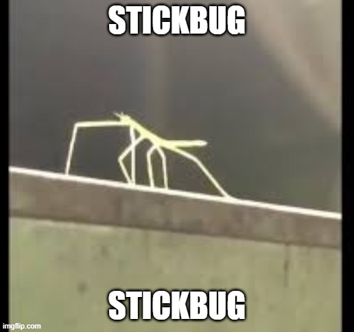 Stickbug | STICKBUG; STICKBUG | image tagged in stickbug | made w/ Imgflip meme maker