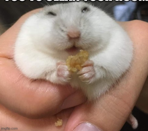 Fat hamster Blank Meme Template
