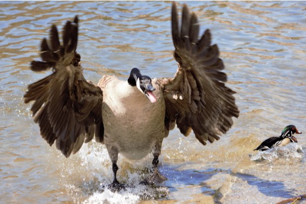 High Quality Canadian Goose Blank Meme Template
