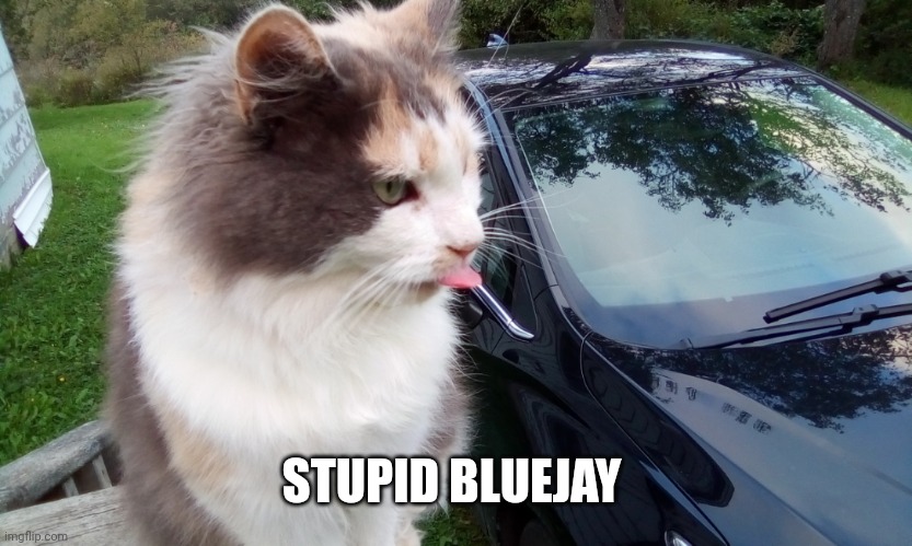 Patchy | STUPID BLUEJAY | image tagged in patchy | made w/ Imgflip meme maker