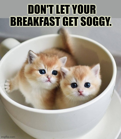 Breakfast is the most important meal of the day | DON'T LET YOUR BREAKFAST GET SOGGY. | image tagged in stop it get some help,cats,breakfast | made w/ Imgflip meme maker