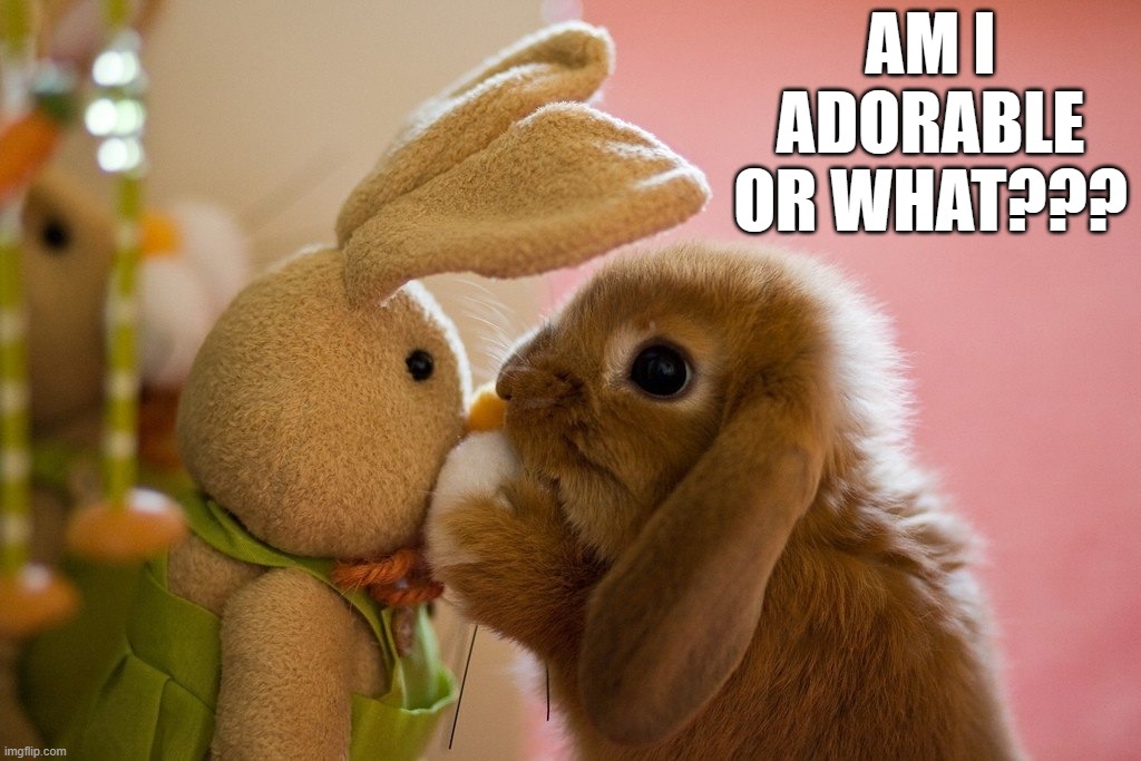 AM I ADORABLE OR WHAT??? | image tagged in cute | made w/ Imgflip meme maker