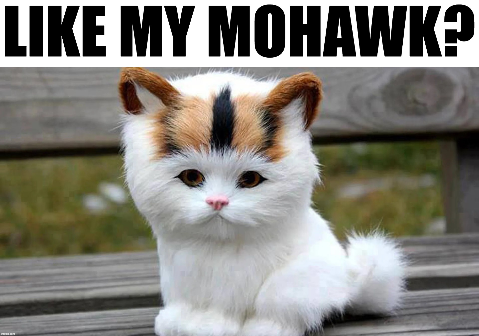 LIKE MY MOHAWK? | image tagged in cats | made w/ Imgflip meme maker
