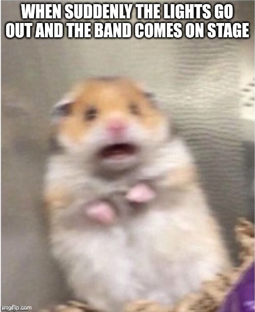 Band | WHEN SUDDENLY THE LIGHTS GO OUT AND THE BAND COMES ON STAGE | image tagged in scared hamster,music,music meme,funny,concert | made w/ Imgflip meme maker