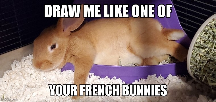 French bunnies | image tagged in cute,rabbit,animals,bunny | made w/ Imgflip meme maker