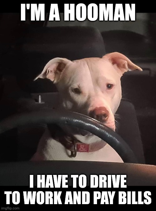 I'm a hooman | I'M A HOOMAN; I HAVE TO DRIVE TO WORK AND PAY BILLS | image tagged in doggos,work,bills,bull arab | made w/ Imgflip meme maker