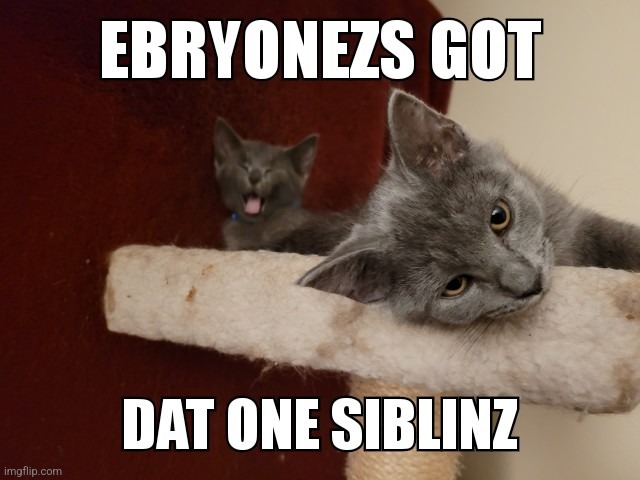 Perfect sibZ | image tagged in cats,kittens,siblings,photobombs,cute,animals | made w/ Imgflip meme maker