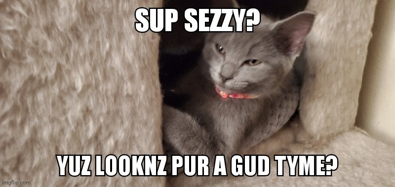 Sup Sezzy | image tagged in cats,cute,animals,good times,grey,sexy | made w/ Imgflip meme maker