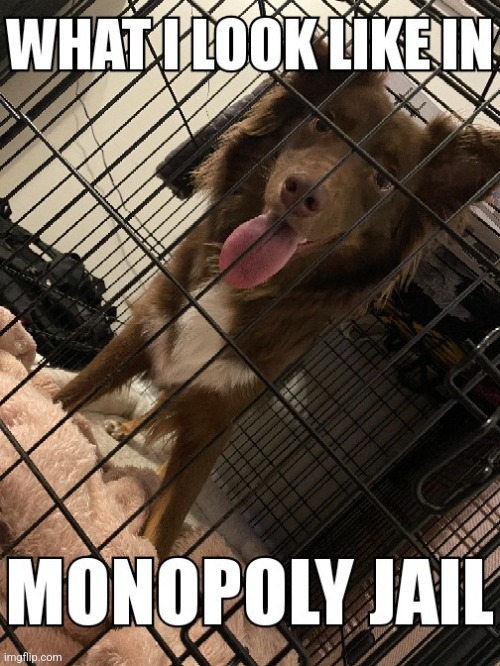 Monopoly jail | image tagged in monopoly,jail,dog,happy,animals,games | made w/ Imgflip meme maker