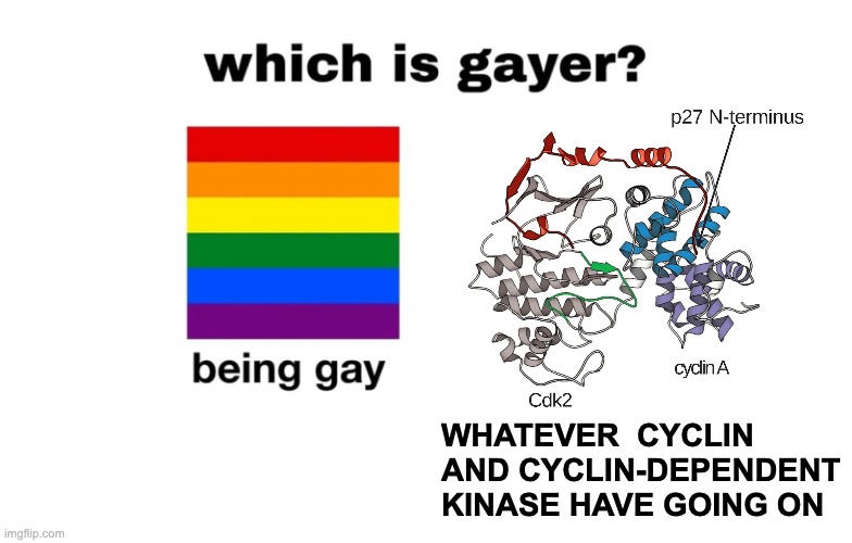 Which Is Gayer? | WHATEVER  CYCLIN AND CYCLIN-DEPENDENT KINASE HAVE GOING ON | image tagged in which is gayer | made w/ Imgflip meme maker