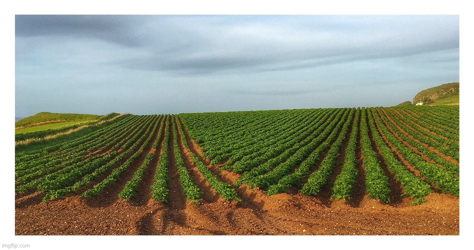 Potato field | image tagged in potatoes growing,the field,row by row | made w/ Imgflip meme maker