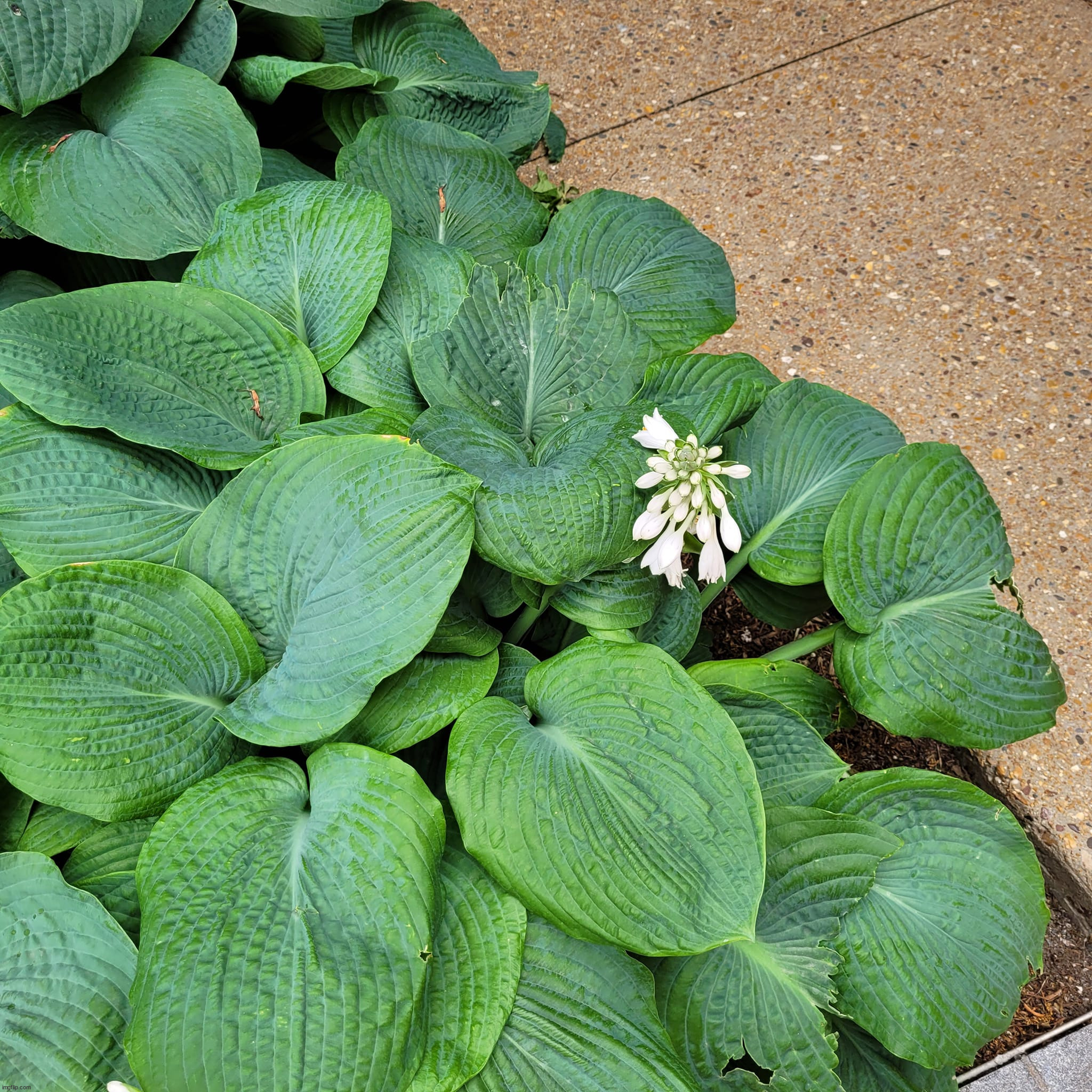Hostas | image tagged in photography | made w/ Imgflip meme maker