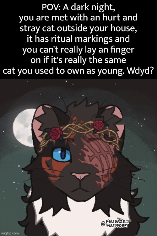 No joke ocs, no e-rp, and ofcourse, no OP characters. | POV: A dark night, you are met with an hurt and stray cat outside your house, it has ritual markings and you can't really lay an finger on if it's really the same cat you used to own as young. Wdyd? | image tagged in do not hurt the cat,do never make it as an erp,horror based | made w/ Imgflip meme maker